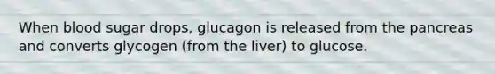 When blood sugar drops, glucagon is released from the pancreas and converts glycogen (from the liver) to glucose.