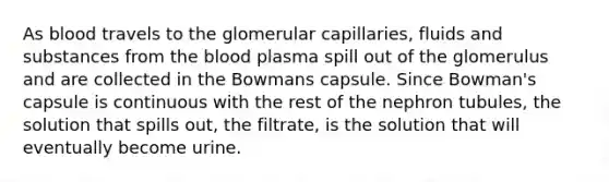 As blood travels to the glomerular capillaries, fluids and substances from the blood plasma spill out of the glomerulus and are collected in the Bowmans capsule. Since Bowman's capsule is continuous with the rest of the nephron tubules, the solution that spills out, the filtrate, is the solution that will eventually become urine.