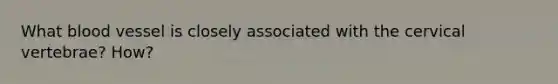 What blood vessel is closely associated with the cervical vertebrae? How?