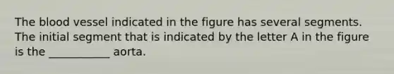 The blood vessel indicated in the figure has several segments. The initial segment that is indicated by the letter A in the figure is the ___________ aorta.