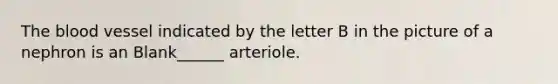 The blood vessel indicated by the letter B in the picture of a nephron is an Blank______ arteriole.