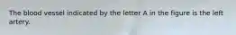 The blood vessel indicated by the letter A in the figure is the left artery.
