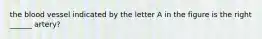 the blood vessel indicated by the letter A in the figure is the right ______ artery?