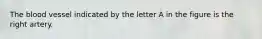 The blood vessel indicated by the letter A in the figure is the right artery.