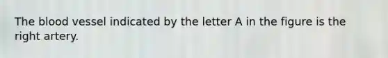 The blood vessel indicated by the letter A in the figure is the right artery.