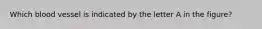 Which blood vessel is indicated by the letter A in the figure?