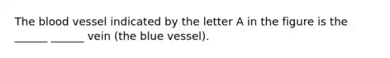 The blood vessel indicated by the letter A in the figure is the ______ ______ vein (the blue vessel).