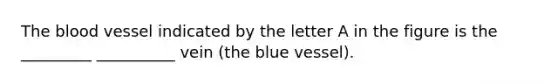 The blood vessel indicated by the letter A in the figure is the _________ __________ vein (the blue vessel).