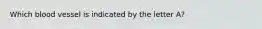 Which blood vessel is indicated by the letter A?