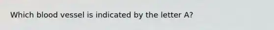 Which blood vessel is indicated by the letter A?