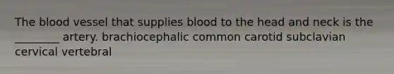 The blood vessel that supplies blood to the head and neck is the ________ artery. brachiocephalic common carotid subclavian cervical vertebral