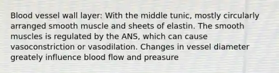 Blood vessel wall layer: With the middle tunic, mostly circularly arranged smooth muscle and sheets of elastin. The smooth muscles is regulated by the ANS, which can cause vasoconstriction or vasodilation. Changes in vessel diameter greately influence blood flow and preasure