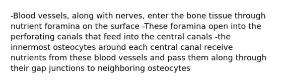 -Blood vessels, along with nerves, enter the bone tissue through nutrient foramina on the surface -These foramina open into the perforating canals that feed into the central canals -the innermost osteocytes around each central canal receive nutrients from these blood vessels and pass them along through their gap junctions to neighboring osteocytes