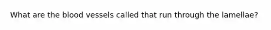 What are <a href='https://www.questionai.com/knowledge/k7oXMfj7lk-the-blood' class='anchor-knowledge'>the blood</a> vessels called that run through the lamellae?