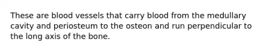 These are blood vessels that carry blood from the medullary cavity and periosteum to the osteon and run perpendicular to the long axis of the bone.