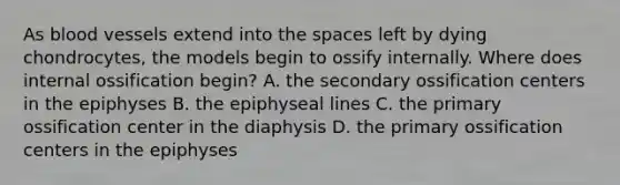 As blood vessels extend into the spaces left by dying chondrocytes, the models begin to ossify internally. Where does internal ossification begin? A. the secondary ossification centers in the epiphyses B. the epiphyseal lines C. the primary ossification center in the diaphysis D. the primary ossification centers in the epiphyses