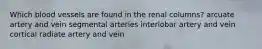 Which blood vessels are found in the renal columns? arcuate artery and vein segmental arteries interlobar artery and vein cortical radiate artery and vein
