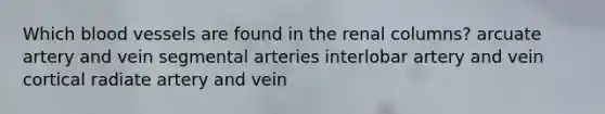 Which blood vessels are found in the renal columns? arcuate artery and vein segmental arteries interlobar artery and vein cortical radiate artery and vein