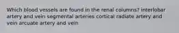 Which blood vessels are found in the renal columns? interlobar artery and vein segmental arteries cortical radiate artery and vein arcuate artery and vein