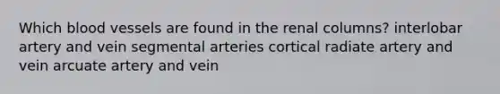 Which blood vessels are found in the renal columns? interlobar artery and vein segmental arteries cortical radiate artery and vein arcuate artery and vein