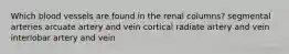 Which blood vessels are found in the renal columns? segmental arteries arcuate artery and vein cortical radiate artery and vein interlobar artery and vein