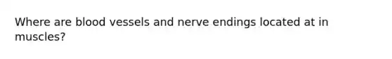 Where are blood vessels and nerve endings located at in muscles?