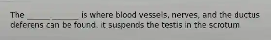 The ______ _______ is where blood vessels, nerves, and the ductus deferens can be found. it suspends the testis in the scrotum