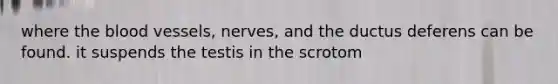 where <a href='https://www.questionai.com/knowledge/k7oXMfj7lk-the-blood' class='anchor-knowledge'>the blood</a> vessels, nerves, and the ductus deferens can be found. it suspends the testis in the scrotom