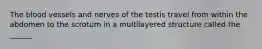 The blood vessels and nerves of the testis travel from within the abdomen to the scrotum in a multilayered structure called the ______