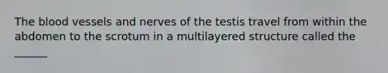<a href='https://www.questionai.com/knowledge/k7oXMfj7lk-the-blood' class='anchor-knowledge'>the blood</a> vessels and nerves of the testis travel from within the abdomen to the scrotum in a multilayered structure called the ______