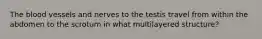 The blood vessels and nerves to the testis travel from within the abdomen to the scrotum in what multilayered structure?