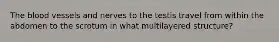 The blood vessels and nerves to the testis travel from within the abdomen to the scrotum in what multilayered structure?