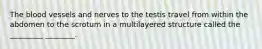 The blood vessels and nerves to the testis travel from within the abdomen to the scrotum in a multilayered structure called the _________ ________.