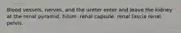 Blood vessels, nerves, and the ureter enter and leave the kidney at the renal pyramid. hilum. renal capsule. renal fascia renal pelvis.