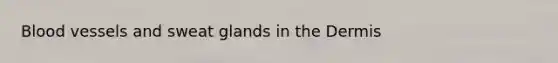Blood vessels and sweat glands in the Dermis
