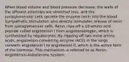 When blood volume and blood pressure decrease, the walls of the afferent arterioles are stretched less, and the juxtaglomerular cells secrete the enzyme renin into the blood. Sympathetic stimulation also directly stimulates release of renin from juxtaglomerular cells. Renin clips off a 10-amino acid peptide called angiotensin I from angiotensinogen, which is synthesized by hepatocytes. By clipping off two more amino acids, angiotensin-converting enzyme (ACE) in the lungs converts angiotensin I to angiotensin II, which is the active form of the hormone. This mechanism is referred to as Renin-Angiotensin-Aldosterone System.