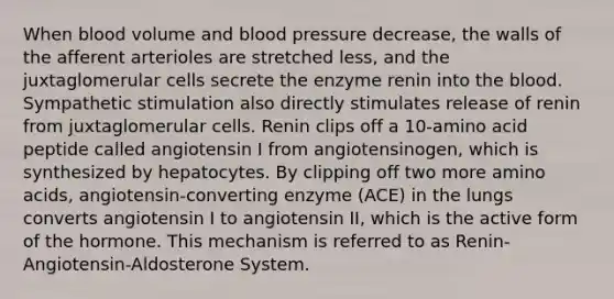 When blood volume and blood pressure decrease, the walls of the afferent arterioles are stretched less, and the juxtaglomerular cells secrete the enzyme renin into the blood. Sympathetic stimulation also directly stimulates release of renin from juxtaglomerular cells. Renin clips off a 10-amino acid peptide called angiotensin I from angiotensinogen, which is synthesized by hepatocytes. By clipping off two more amino acids, angiotensin-converting enzyme (ACE) in the lungs converts angiotensin I to angiotensin II, which is the active form of the hormone. This mechanism is referred to as Renin-Angiotensin-Aldosterone System.