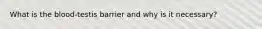 What is the blood-testis barrier and why is it necessary?
