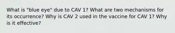 What is "blue eye" due to CAV 1? What are two mechanisms for its occurrence? Why is CAV 2 used in the vaccine for CAV 1? Why is it effective?