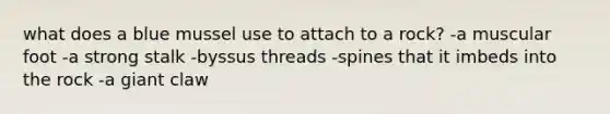 what does a blue mussel use to attach to a rock? -a muscular foot -a strong stalk -byssus threads -spines that it imbeds into the rock -a giant claw