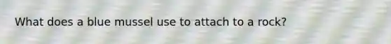 What does a blue mussel use to attach to a rock?