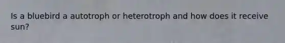 Is a bluebird a autotroph or heterotroph and how does it receive sun?