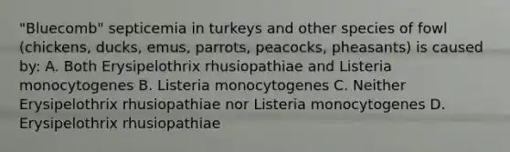 "Bluecomb" septicemia in turkeys and other species of fowl (chickens, ducks, emus, parrots, peacocks, pheasants) is caused by: A. Both Erysipelothrix rhusiopathiae and Listeria monocytogenes B. Listeria monocytogenes C. Neither Erysipelothrix rhusiopathiae nor Listeria monocytogenes D. Erysipelothrix rhusiopathiae