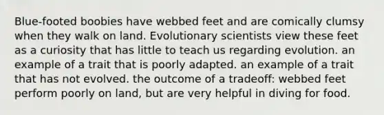 Blue-footed boobies have webbed feet and are comically clumsy when they walk on land. Evolutionary scientists view these feet as a curiosity that has little to teach us regarding evolution. an example of a trait that is poorly adapted. an example of a trait that has not evolved. the outcome of a tradeoff: webbed feet perform poorly on land, but are very helpful in diving for food.
