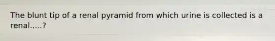 The blunt tip of a renal pyramid from which urine is collected is a renal.....?