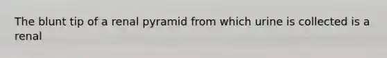 The blunt tip of a renal pyramid from which urine is collected is a renal