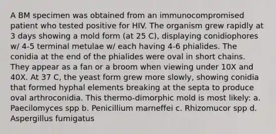 A BM specimen was obtained from an immunocompromised patient who tested positive for HIV. The organism grew rapidly at 3 days showing a mold form (at 25 C), displaying conidiophores w/ 4-5 terminal metulae w/ each having 4-6 phialides. The conidia at the end of the phialides were oval in short chains. They appear as a fan or a broom when viewing under 10X and 40X. At 37 C, the yeast form grew more slowly, showing conidia that formed hyphal elements breaking at the septa to produce oval arthroconidia. This thermo-dimorphic mold is most likely: a. Paecilomyces spp b. Penicillium marneffei c. Rhizomucor spp d. Aspergillus fumigatus