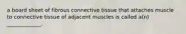 a board sheet of fibrous connective tissue that attaches muscle to connective tissue of adjacent muscles is called a(n) _____________.