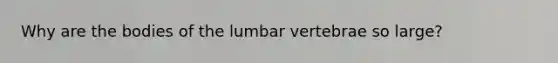 Why are the bodies of the lumbar vertebrae so large?