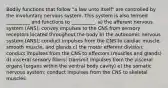 Bodily functions that follow "a law unto itself" are controlled by the involuntary nervous system. This system is also termed __________ and functions to __________. a) the afferent nervous system (ANS); convey impulses to the CNS from sensory receptors located throughout the body b) the autonomic nervous system (ANS); conduct impulses from the CNS to cardiac muscle, smooth muscle, and glands c) the motor efferent division; conduct impulses from the CNS to effectors (muscles and glands) d) visceral sensory fibers; transmit impulses from the visceral organs (organs within the ventral body cavity) e) the somatic nervous system; conduct impulses from the CNS to skeletal muscles